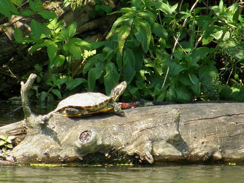 Želva nádherná na Staré Dyji